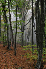 Obraz premium Autumn forest in the Crimean canyon