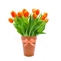 Blumenstrauss aus roten Tulpen auf weissem Hintergrund