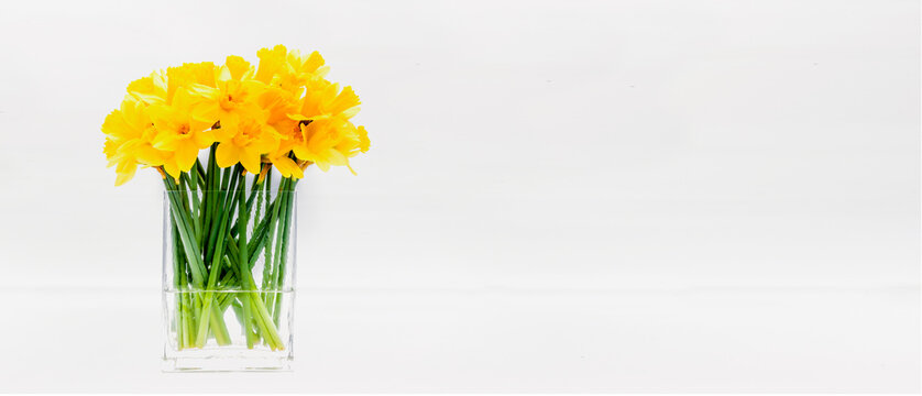 Blumenstrauss aus gelben Osterglocken auf weissem Hintergrund