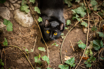 mirada de gato negro © Haniel