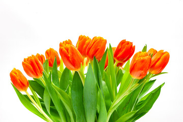 Blumenstrauss aus roten Tulpen auf weissem Hintergrund