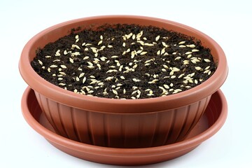 How to grow spring grass for Easter decoration. Flowerpot soil covered  with barley seeds, white background.