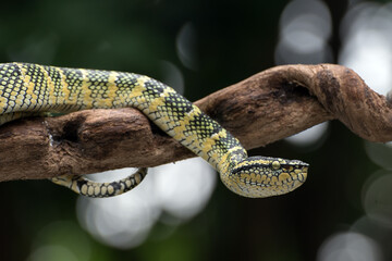 Pit viper on a tree branch