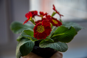 red flowers with yellow center and green leaves