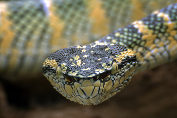close up of a snake
