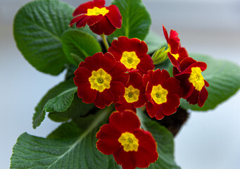 red flowers with yellow center and green leaves