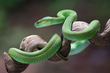 White-lipped island pit viper on the tree branch