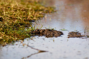 Puddle of water grass and soil