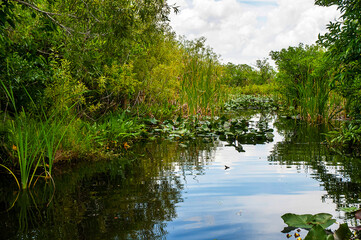 The Everglades are subtropical wetlands in the southern portion of the U.S. state of Florida, comprising the southern half of a large watershed. It is infested with alligators, pythons, and .airboats