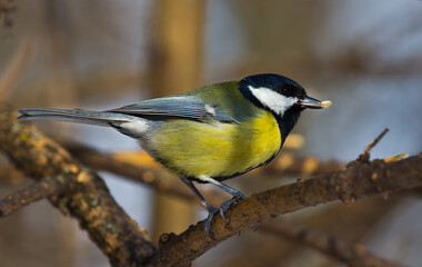 Fototapeta premium A beautiful and useful bird tit. The tit lives in parks and gardens of settlements.