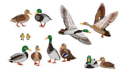 Mallard duck set. Male, female and ducklings of the Mallard duck Anas platyrhynchos. Realistic vector illustration of wild birds of Europe, America and North Africa. - obrazy, fototapety, plakaty