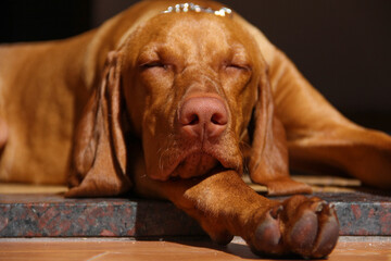 Vizsla, Dog, Hungarian, Dogs