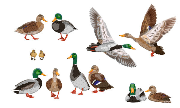 Mallard duck set. Male, female and ducklings of the Mallard duck Anas platyrhynchos. Realistic vector illustration of wild birds of Europe, America and North Africa.