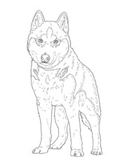 Fototapeta premium Realistic line art siberian husky dog on white background for coloring