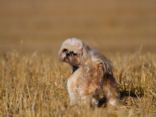 Shih Tzu in a cornfield