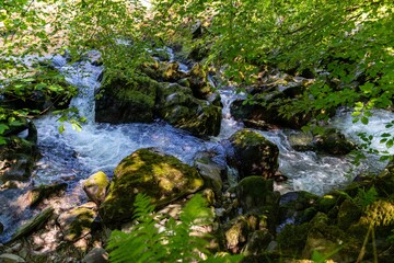 Naklejka na ściany i meble river in the forest