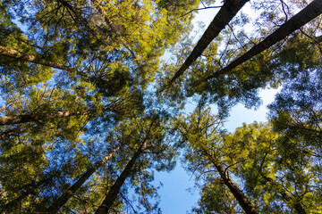 trees in the forest