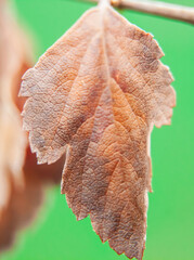 Dry, brown grape leaf in autumn on macro photography