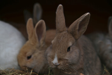 baby rabbits eating hay together 