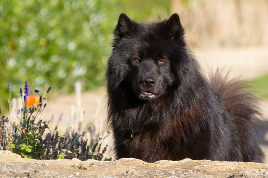 Eurasier looking over a low wall