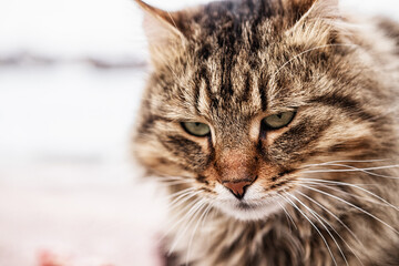 Portrait of a beautiful purebred cat. Animal, eyes, cute, fluffy, portrait, fauna, lies, sad, blurred background.