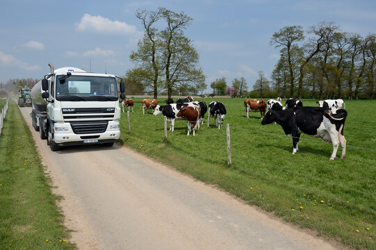 Passage du camion de collecte de lait sur le chemin devant un pr&eacute; avec vaches laitieres