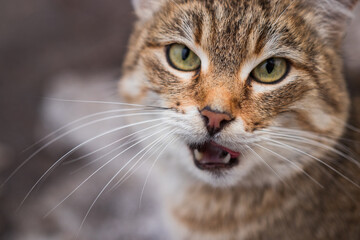 Portrait of an aggressive cat top view. Animal, wild, close-up, green eyes, fangs, fauna, street