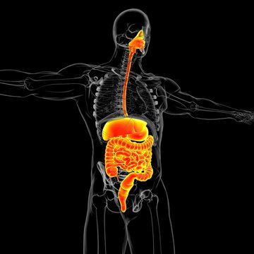 Human Digestive System Anatomy For Medical Concept 3D