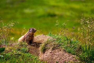 Alpine marmot on the meadow in Tyrol, Austria.