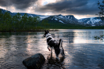 Lake, river, mountains, dog in the water, summer, warmth, insects, travel