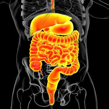 Human Digestive System Anatomy For Medical Concept 3D Rendering