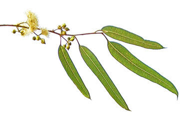 close up of eucalyptus flower