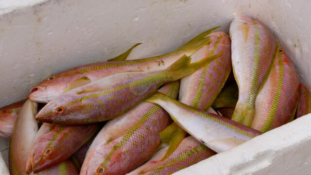 Close Up Of Fisherman Filling A Styrofoam Box With Redfish Fishes. 