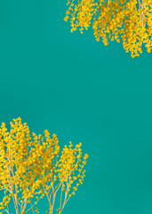 Branches of mimosa (acacia) tree with yellow flowers on an azure background. Copy space.