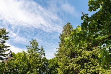Fototapeta premium trees and sky