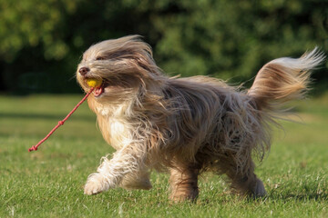 Bearded Collie playing with a ball on a rope