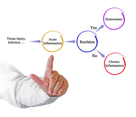 Two ways of resolution of acute inflamation