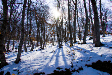 Winter forest landscape and view with snow and sunlight