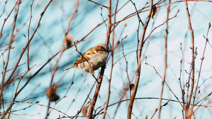 bird on a branch with a beautiful blue spring background