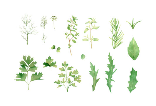 Herbs set. Watercolor botanical illustration with green flavouring, dill, fennel, parsley, arugula, basil, thyme, rosemary