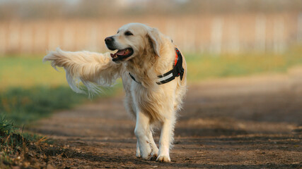 golden retriever dog running with a red harness on at a sunny spring