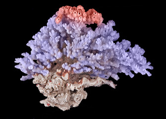 Coral isolated on black background © Dmitry