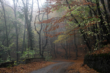 Trees in fog and road in autumn forest 
