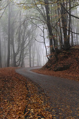 Naklejka premium Trees in fog and road in autumn forest