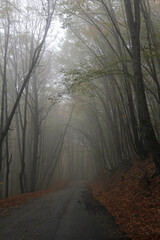 Autumn road among the forest in fog