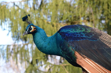Obraz premium Pfau