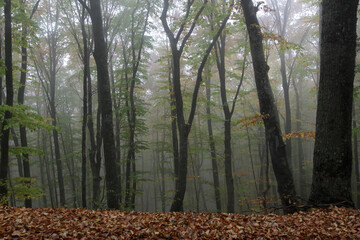 Trees in the autumn forest in the Crimean canyon