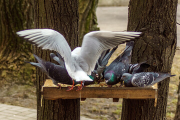 ptaki © Henryk Olszewski
