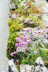 flowers on the rocks