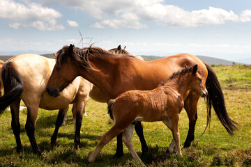 horses in the windmills field in Asturias